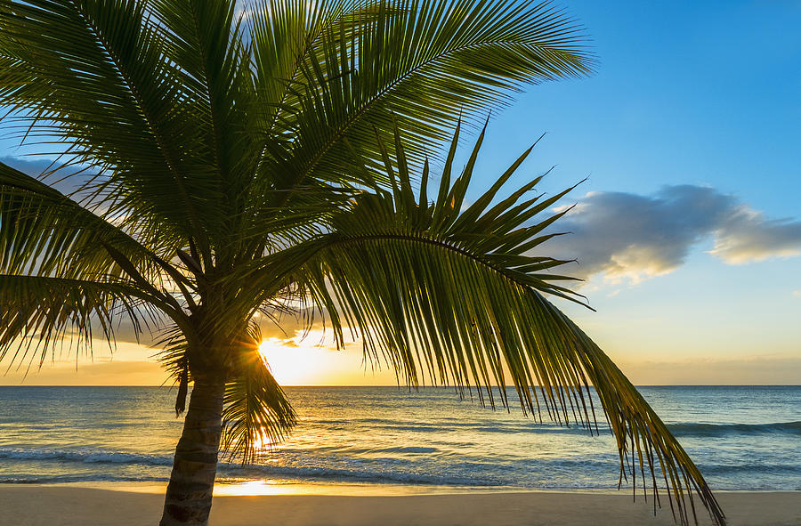 Jamaica, Palm tree on beach at sunset Photograph by Tetra Images