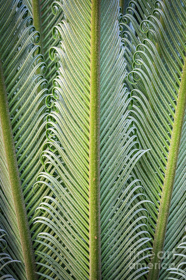 Jamaican Cycad Plant Photograph by Craig Shaknis