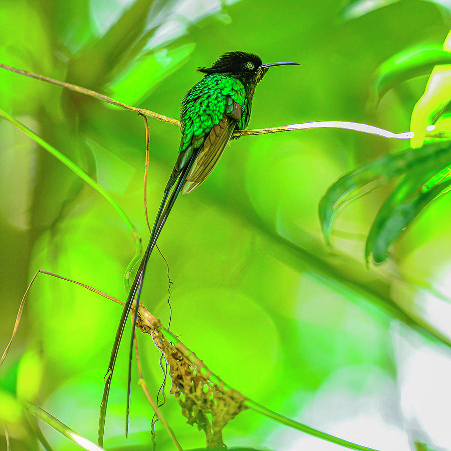 Jamaican Doctorbird Photograph by Morris Finkelstein