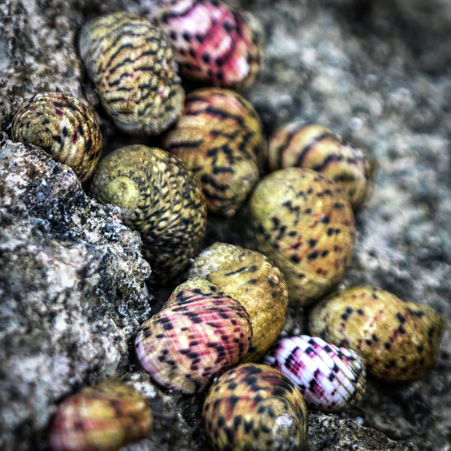 Jamaican Snails Photograph by Eden Watt - Fine Art America