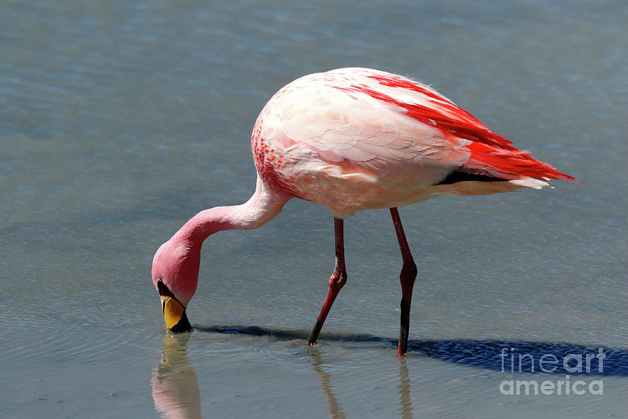 James or Puna flamingo feeding Photograph by James Brunker