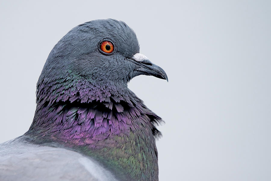 James The Pigeon Photograph By Matthew Lerman - Fine Art America