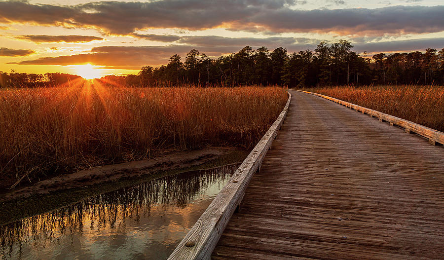 Jamestown Forest Loop Sunset Photograph by Rachel Morrison - Fine Art ...