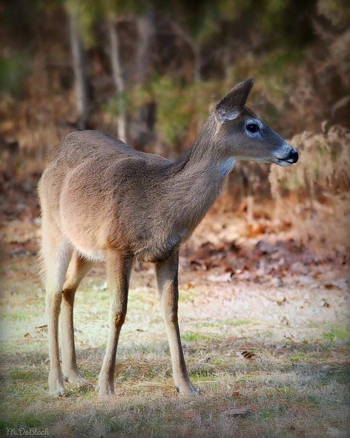 Jamestown Island Doe Photograph by Marilyn DeBlock - Fine Art America