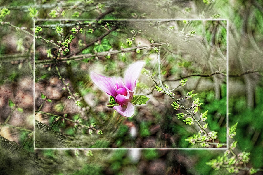 Jane Magnolia Pink flower Photograph by Sharon Popek
