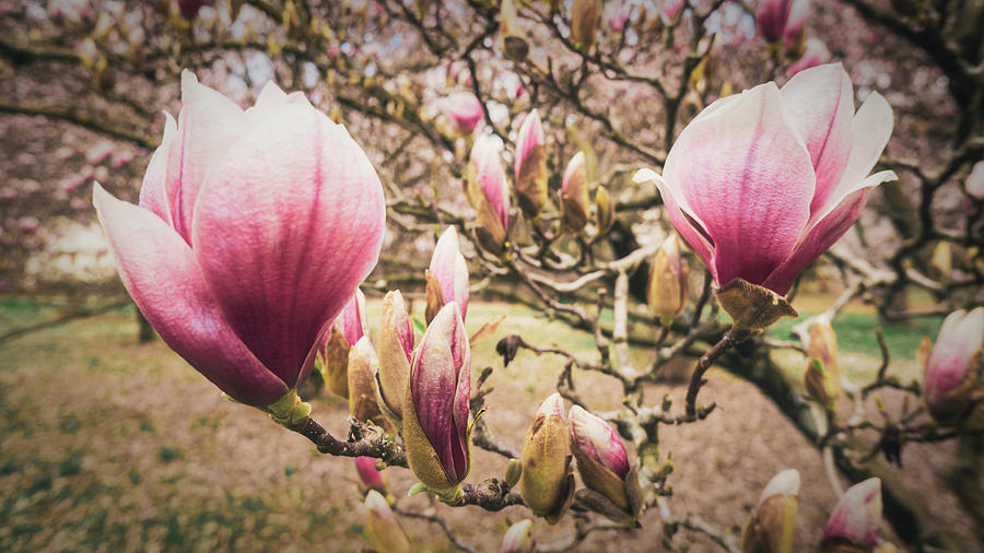 Jane Magnolias Wide Closeup Photograph by Jason Fink