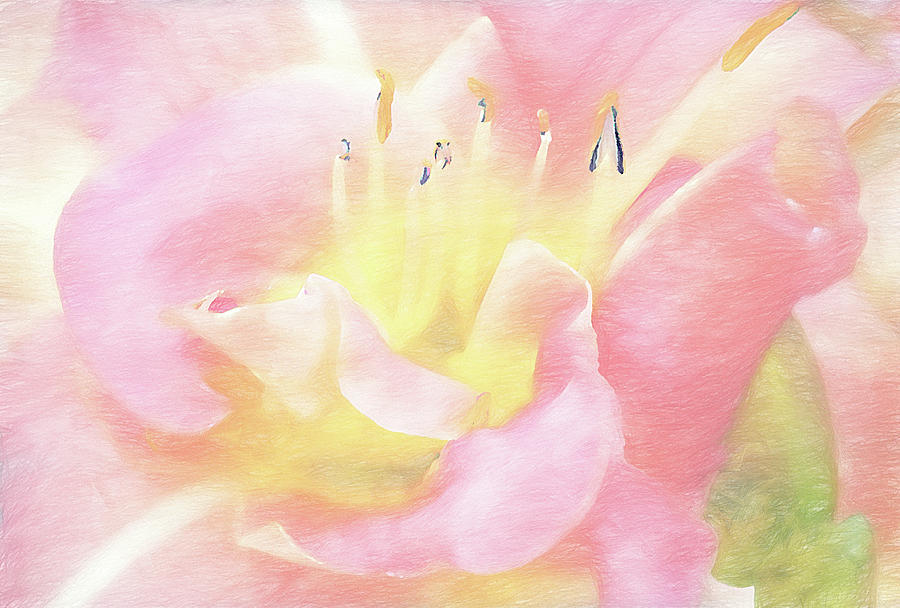 Janes Lily - soft focus Mixed Media by Gordon Ripley