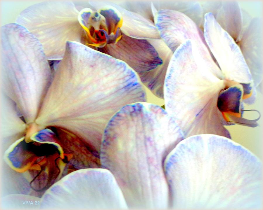 Janes  Orchids  Beautiful  Photograph by VIVA Anderson