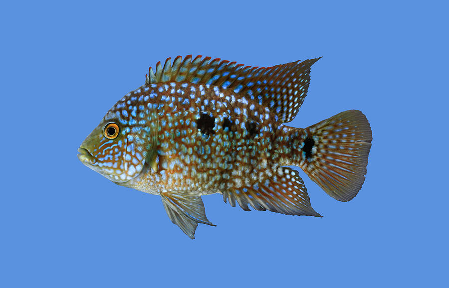 Fish Photograph - JanGerwinTexasCichlid by SICB ArtInBiology Fish Photograph - JanGerwinTexasCichlid by SICB ArtInBiology