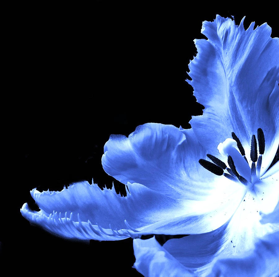 Tulip Photograph - January Blue by Angela Davies