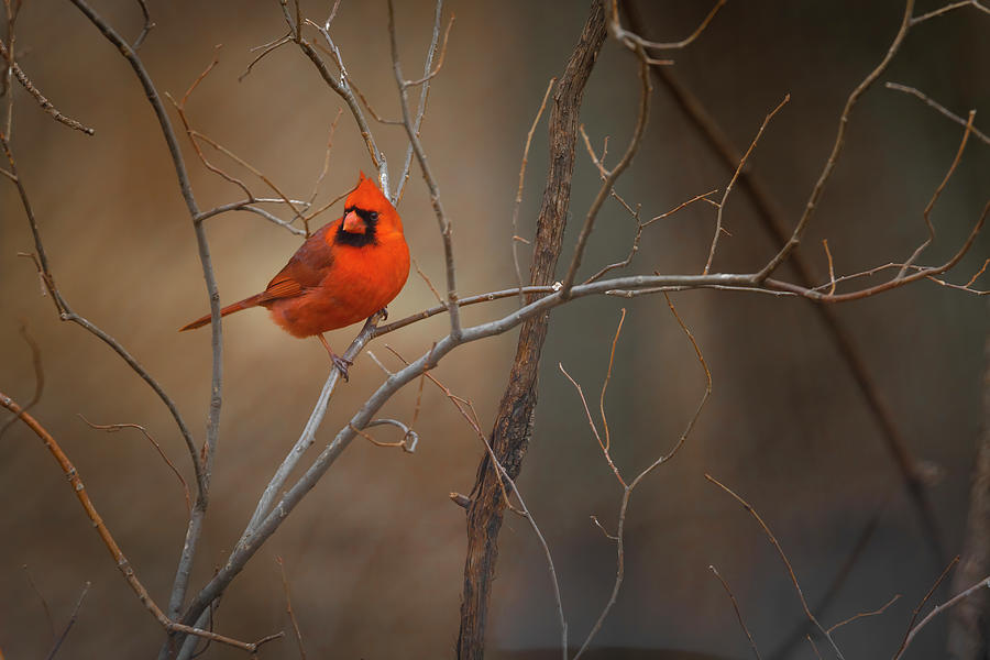 January Cardinal Photograph by Ray Congrove