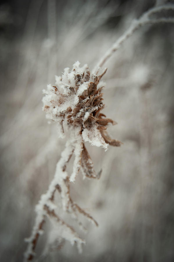 January Frost 2021 Photograph by Miguel Winterpacht