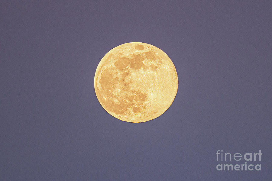 January Full Wolf Moon Up Close Photograph by Bo Matthews Fine Art