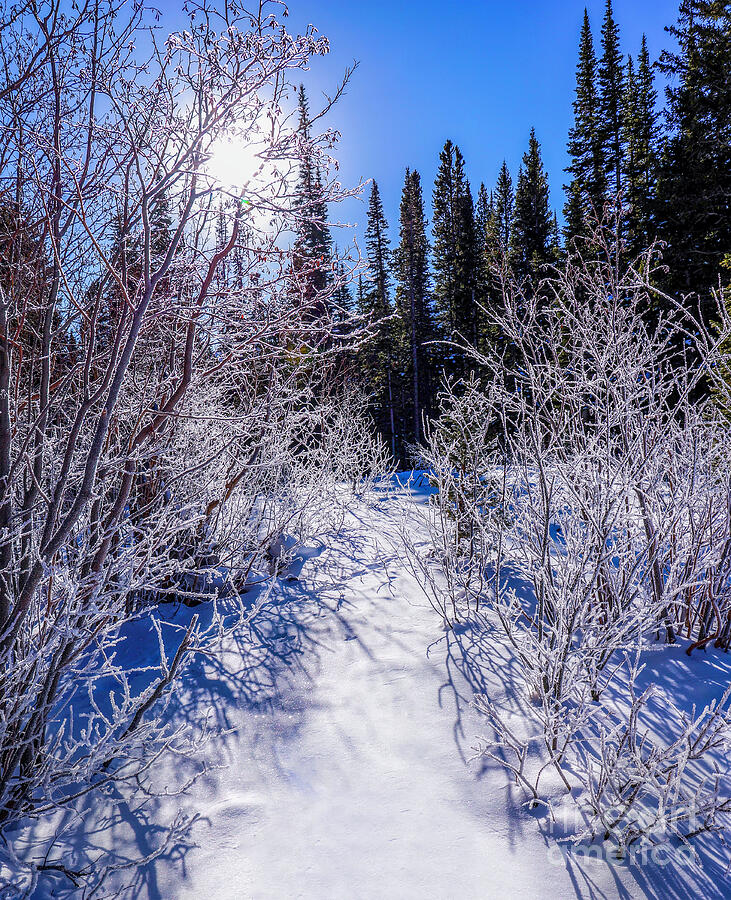 January Photograph by Shirley Dutchkowski January Photograph by Shirley Dutchkowski