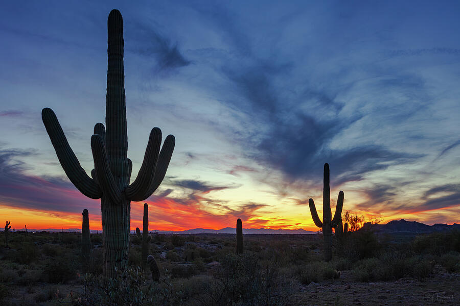 Nature Photograph - January Skies in the Sonoran by Rick Furmanek
