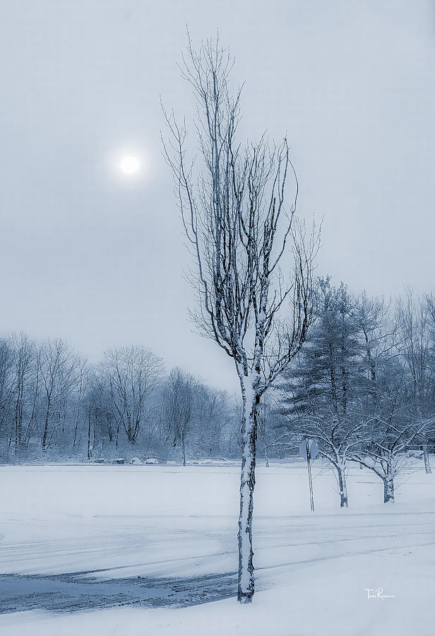 January Trees Photograph by Tom Romeo