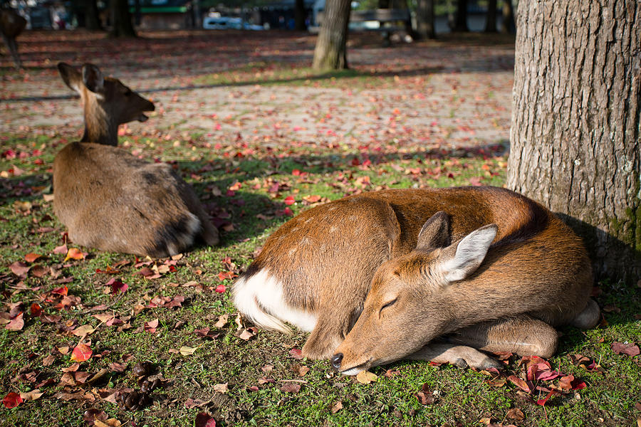 Japan, Kinki Region, Soraku District, Nara, Okuyama driveway, Bambi deers lying under tree Photograph by Cinegolistic