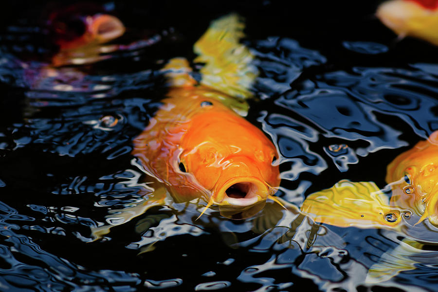 swimming with koi