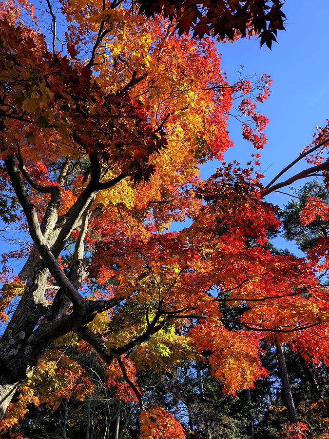 Japan red leaves autumn natural beauty Photograph by Ikken Asian Art ...