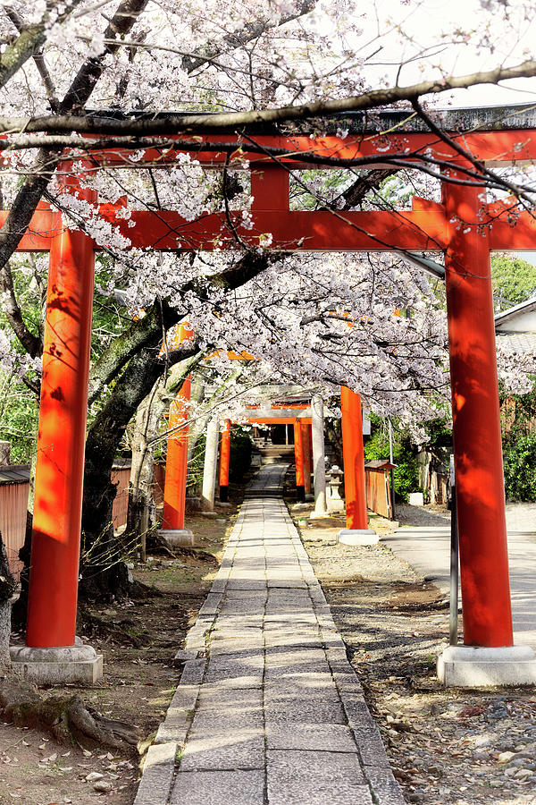 Japan Rising Sun Collection - Cherry Blossoms and Torii Photograph by Philippe HUGONNARD Japan Rising Sun Collection - Cherry Blossoms and Torii Photograph by Philippe HUGONNARD
