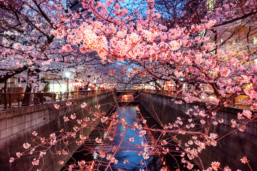 Japan Rising Sun Collection - Meguro River Cherry Blossom I I ...