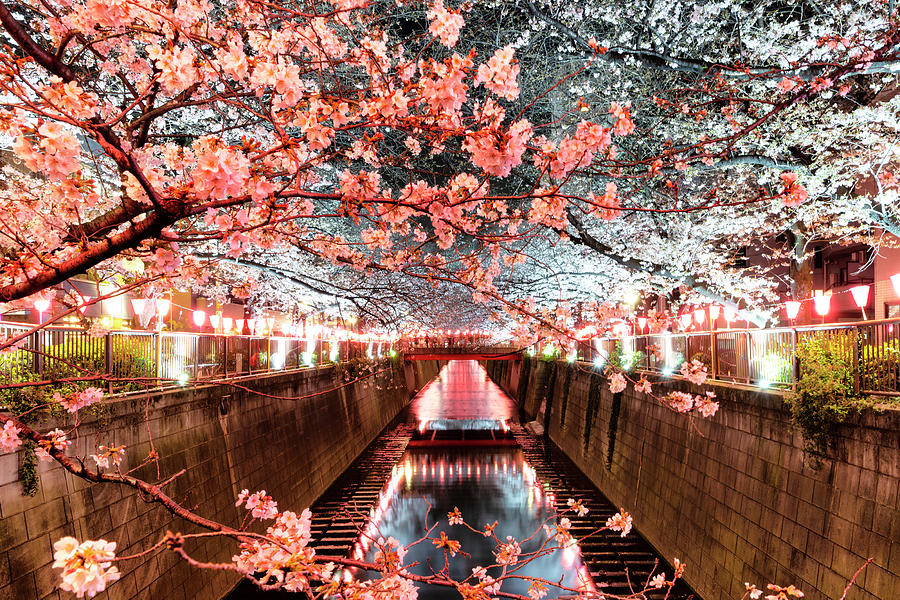 Japan Rising Sun Collection - Meguro River Cherry Blossom I V Photograph by Philippe HUGONNARD