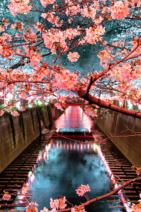 Japan Rising Sun Collection - Meguro River Cherry Blossom V I Photograph by Philippe HUGONNARD