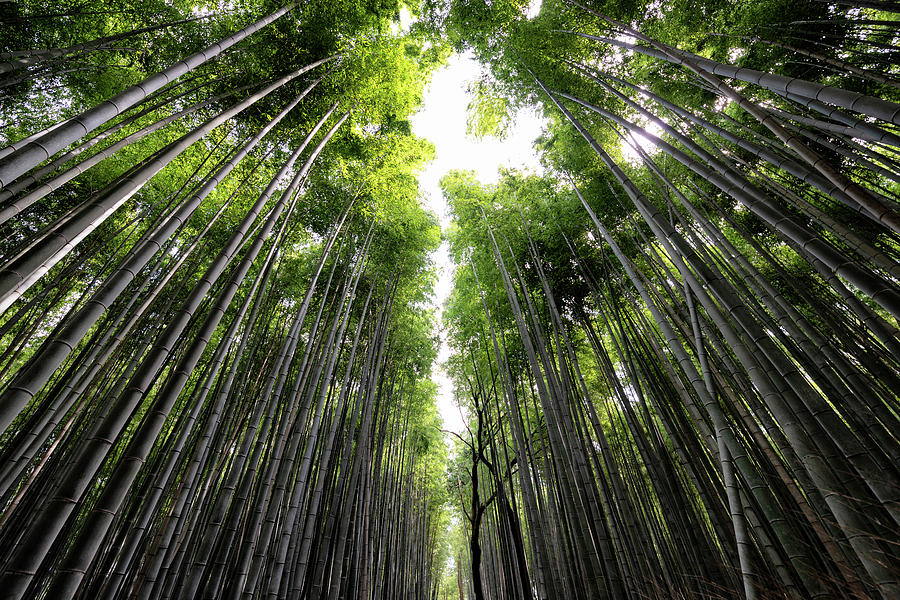 Japan Rising Sun Collection - Sagano Bamboo Forest I I Photograph by ...