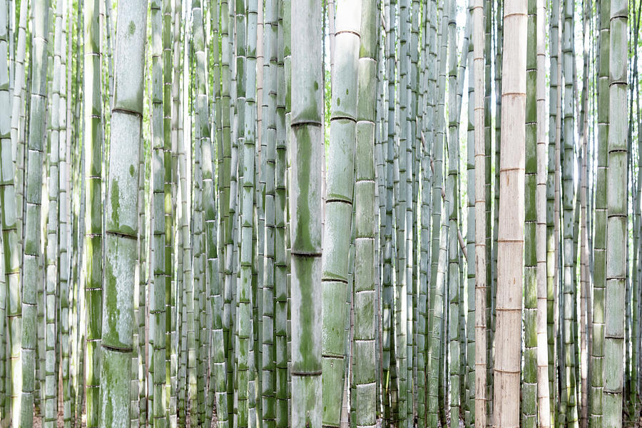 Japan Rising Sun Collection - Thousand and one Bamboos X I Photograph by Philippe HUGONNARD