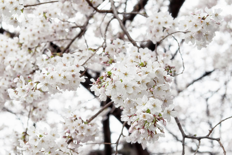Japan Rising Sun Collection - White Cherry Blossoms I I Photograph by Philippe HUGONNARD