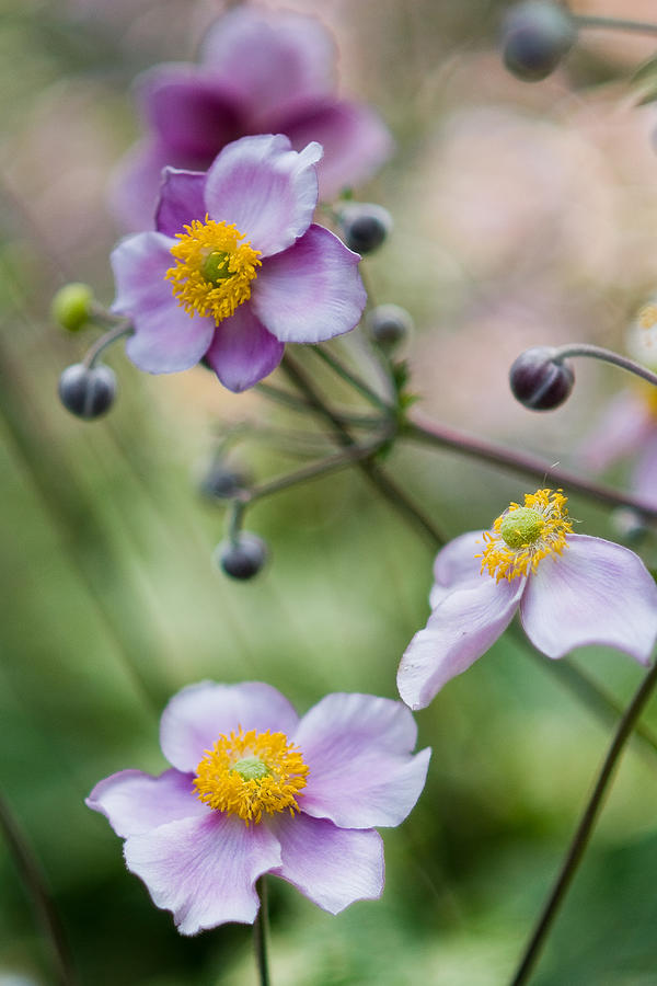 Japanese Anemone Photograph - Japanese Anemone - 138203 by Marcio Faustino Japanese Anemone Photograph - Japanese Anemone - 138203 by Marcio Faustino