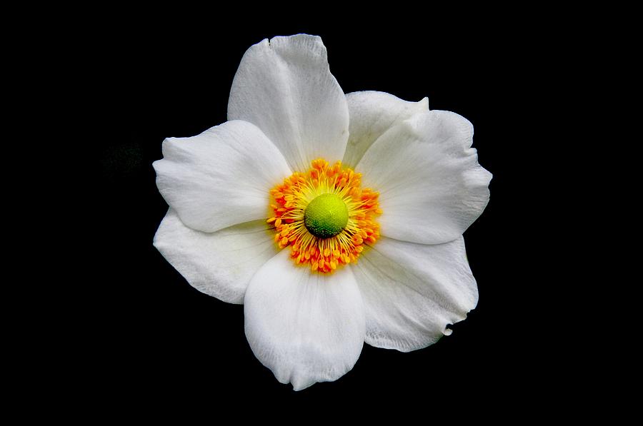 Japanese Anemone Photograph by Allen Nice-Webb
