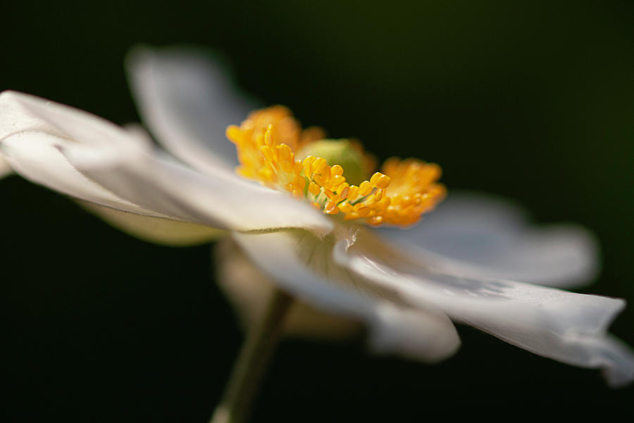 Japanese Anemone at First Light Photograph by Teresa Wilson