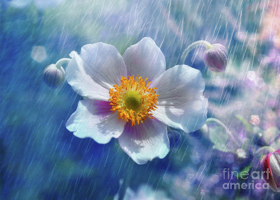 Japanese Anemone  flower  Photograph by Elaine Manley