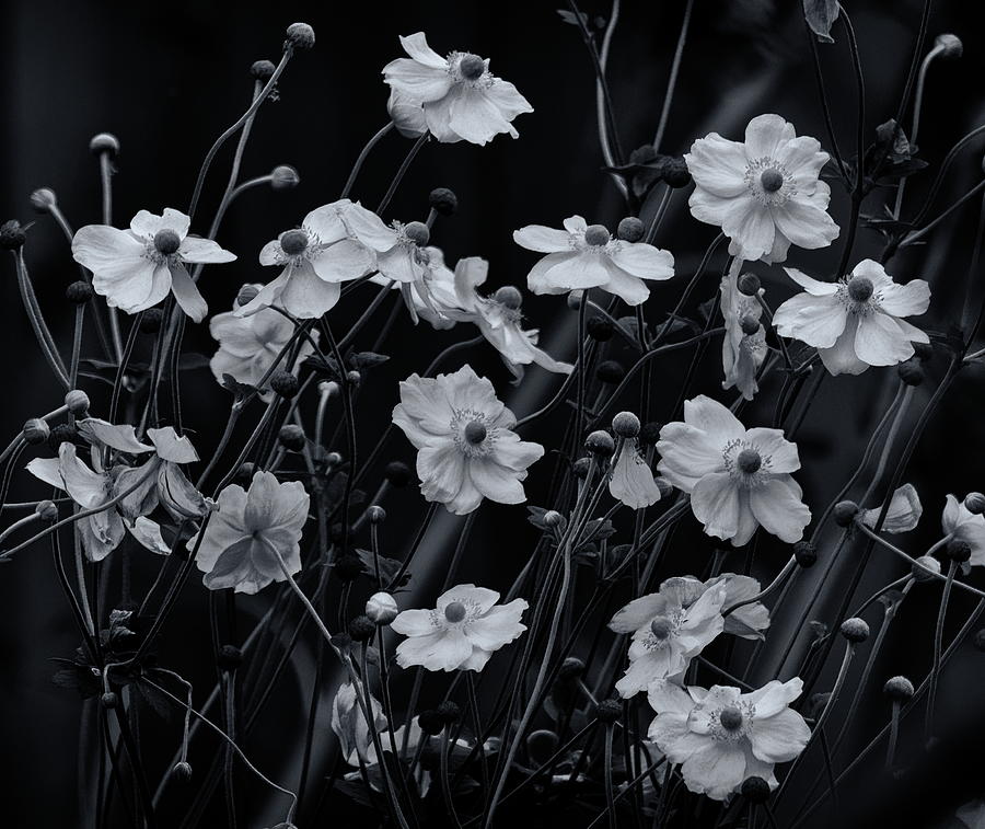 Japanese Anemone Flowers Monochrome Photograph by Jeff Townsend