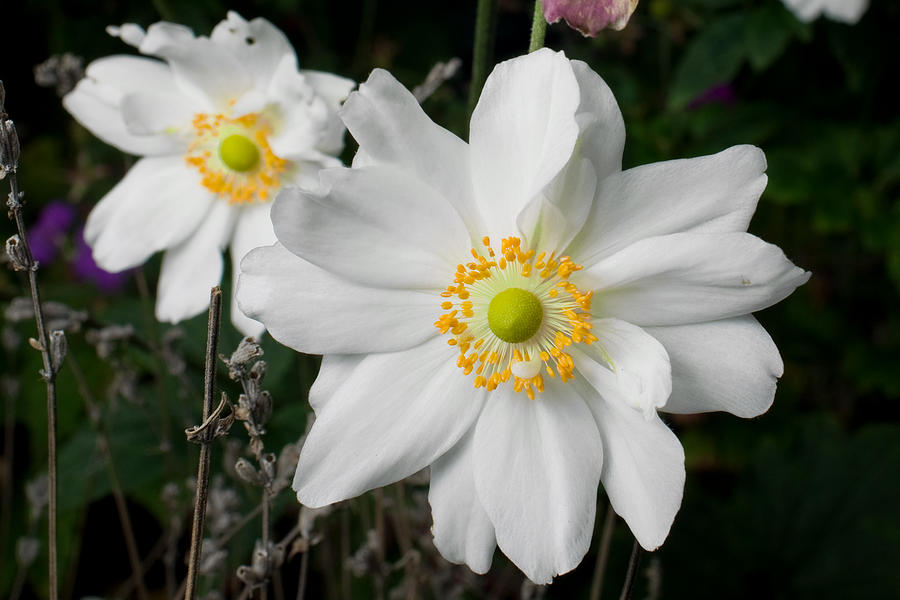 Flower Photograph - Japanese Anemone by Marcio Faustino