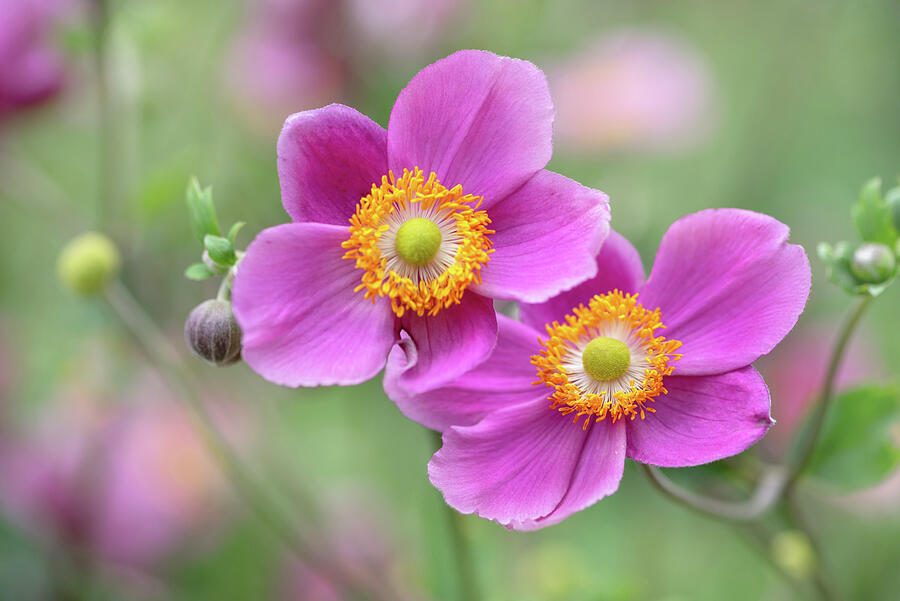 Japanese Anemone Praecox Photograph by Jenny Rainbow - Fine Art America