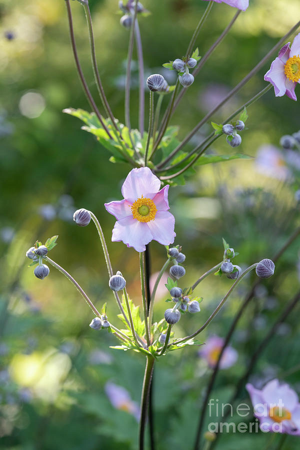 Japanese Anemone Robustissima Photograph by Tim Gainey