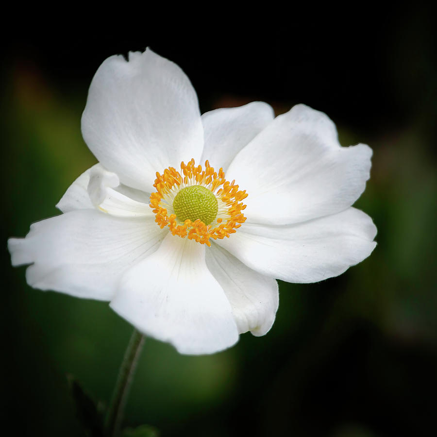 Japanese Anemone Square 2 Photograph by Teresa Wilson