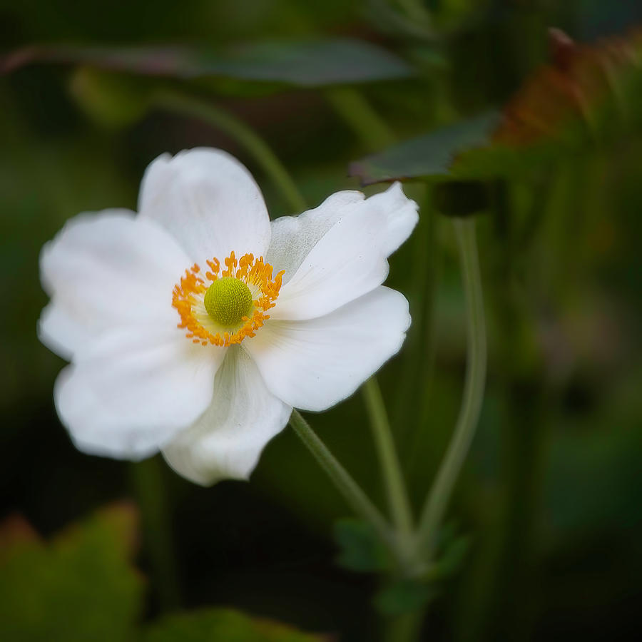 Japanese Anemone Square Photograph by Teresa Wilson