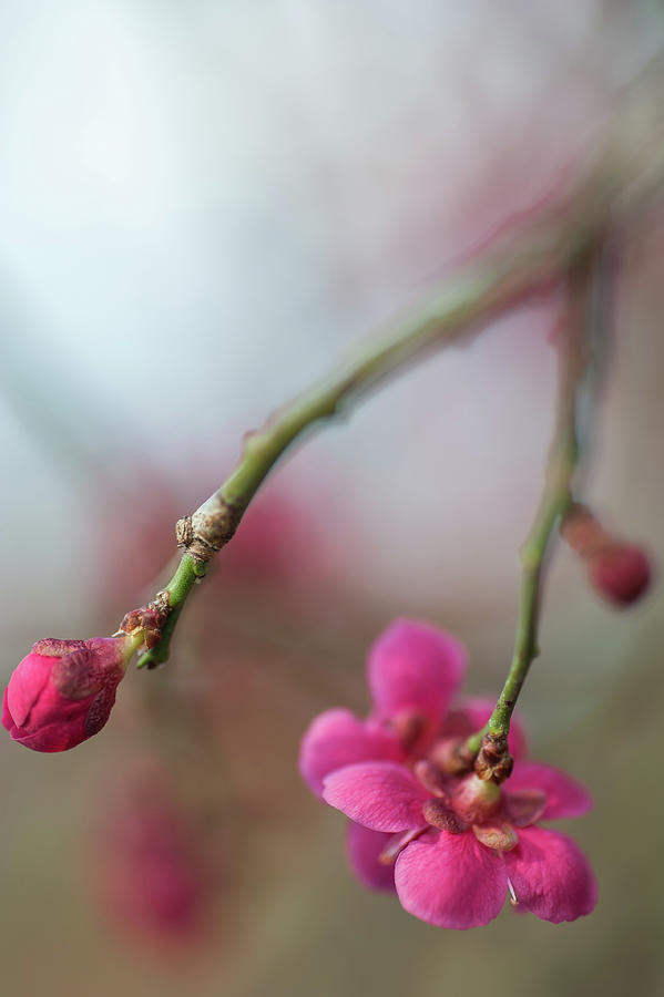 Japanese Apricot Flowers 1 Photograph by Jenny Rainbow