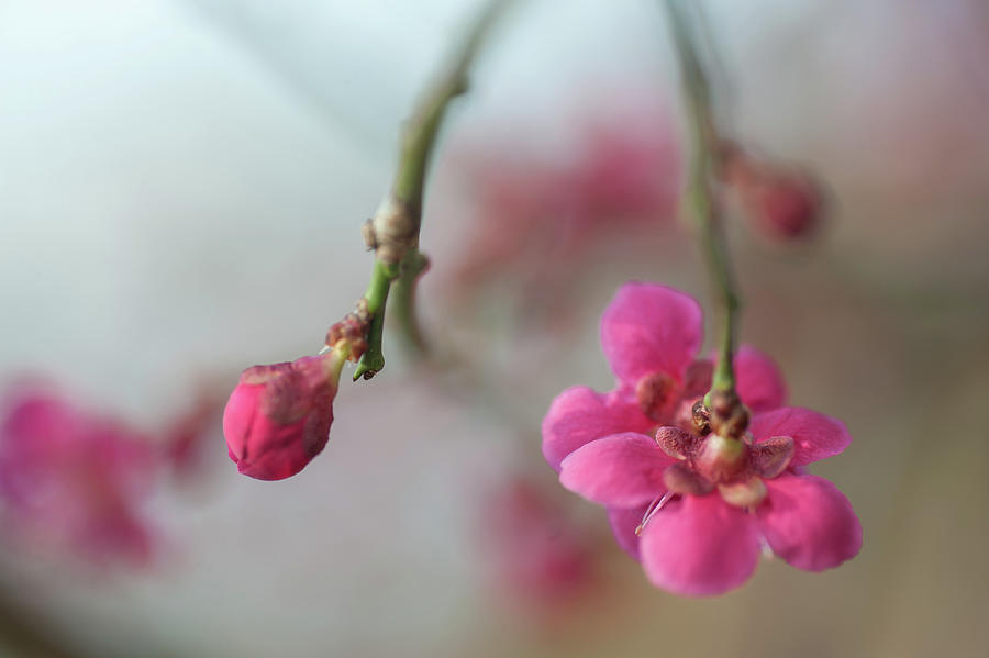 Japanese Apricot Flowers Photograph by Jenny Rainbow