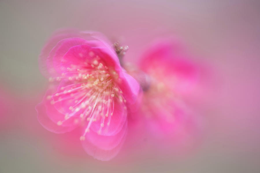 Japanese Apricot Flowers Macro 1 Photograph by Jenny Rainbow
