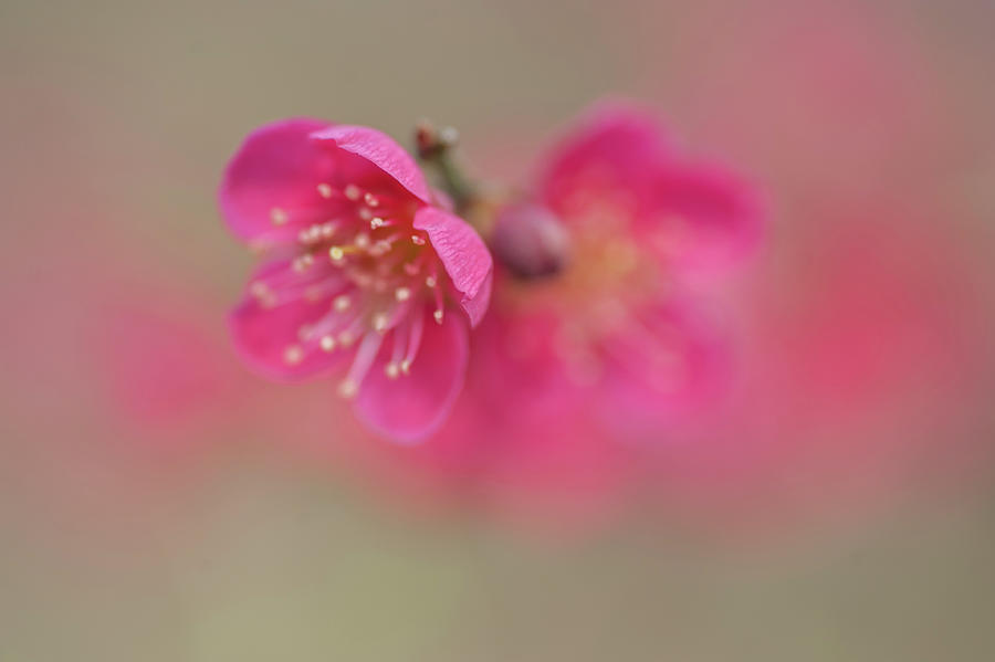 Japanese Apricot Flowers Macro Photograph by Jenny Rainbow