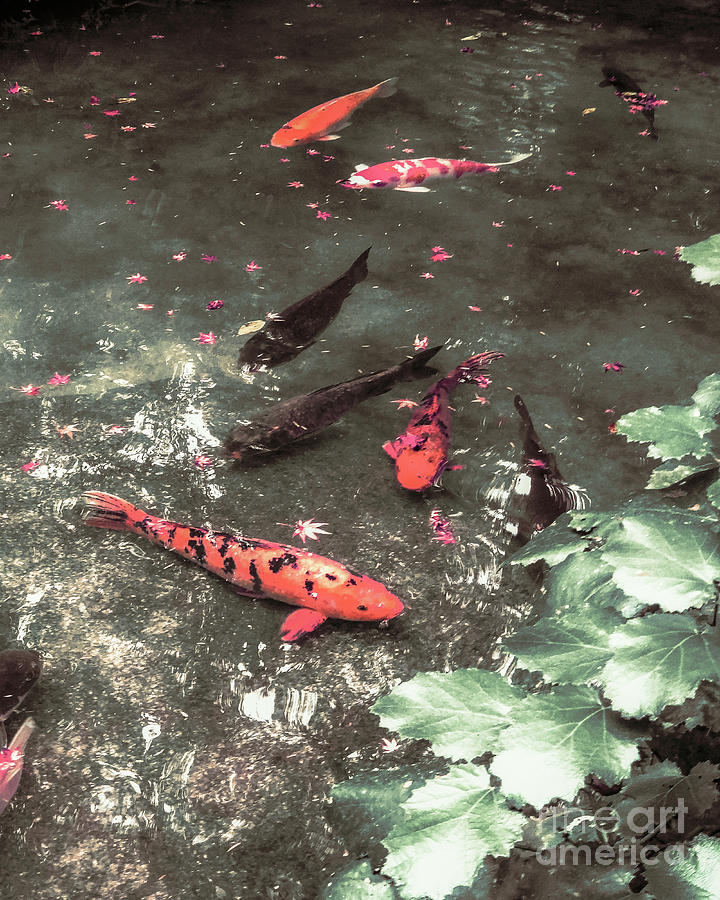 Koi Photograph - Japanese Autumn Koi Fish Pond by Kristi Anderson