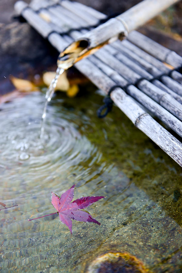 Japanese Bamboo fountain with Autumn Red Maple Leaf. Photograph by Kittichais