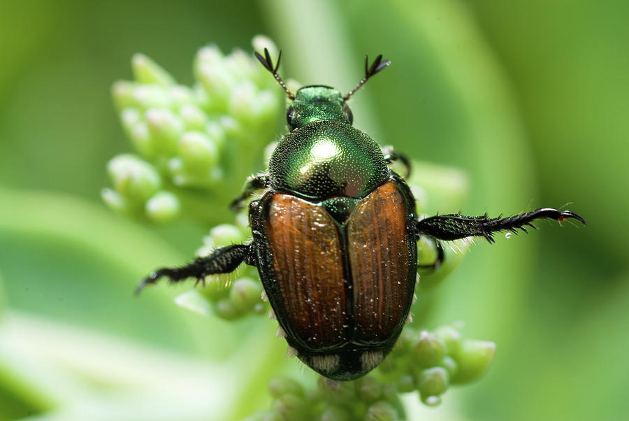 Japanese Beetle 8138 Photograph by Stan Gregg | Fine Art America