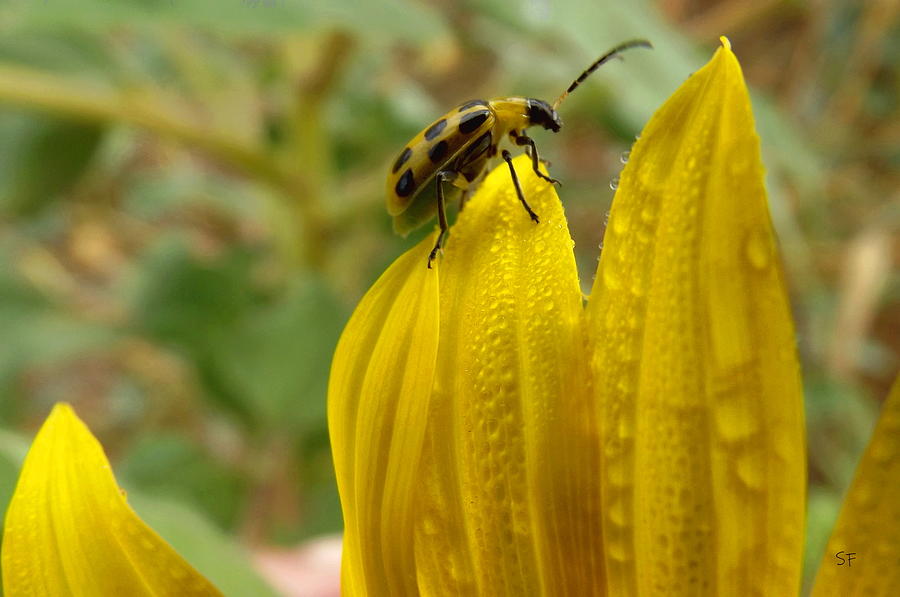 Cucumber Beetle on Dewy Sunflower  Photograph by Shelli Fitzpatrick