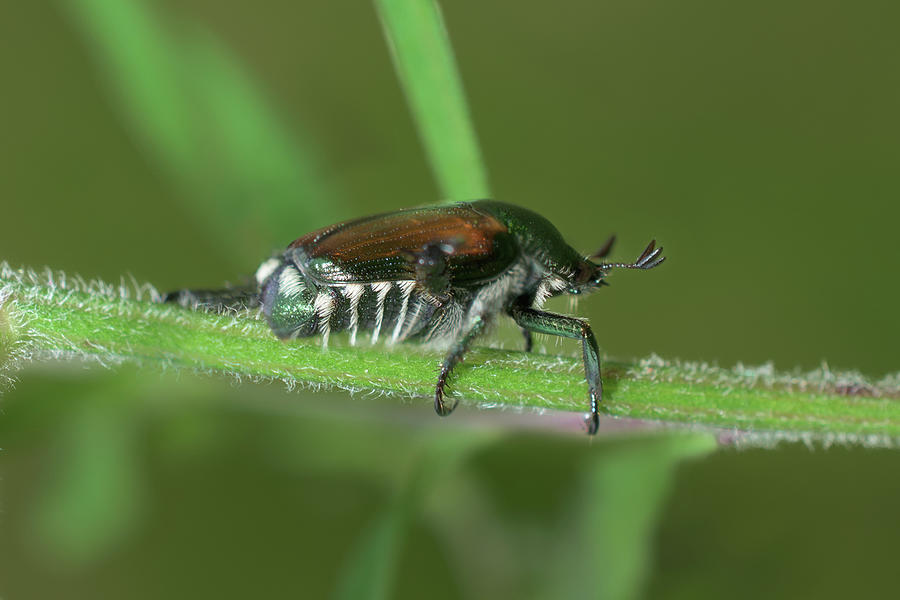 Japanese Beetle Profile Photograph by Chester Wiker - Fine Art America