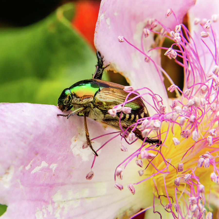 Japanese beetle Photograph by SAURAVphoto Online Store